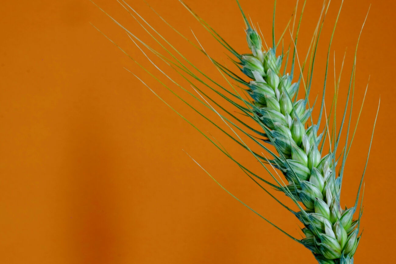 Министр против мутантов. Почему в России запретят “пшеницу с кактусом”?