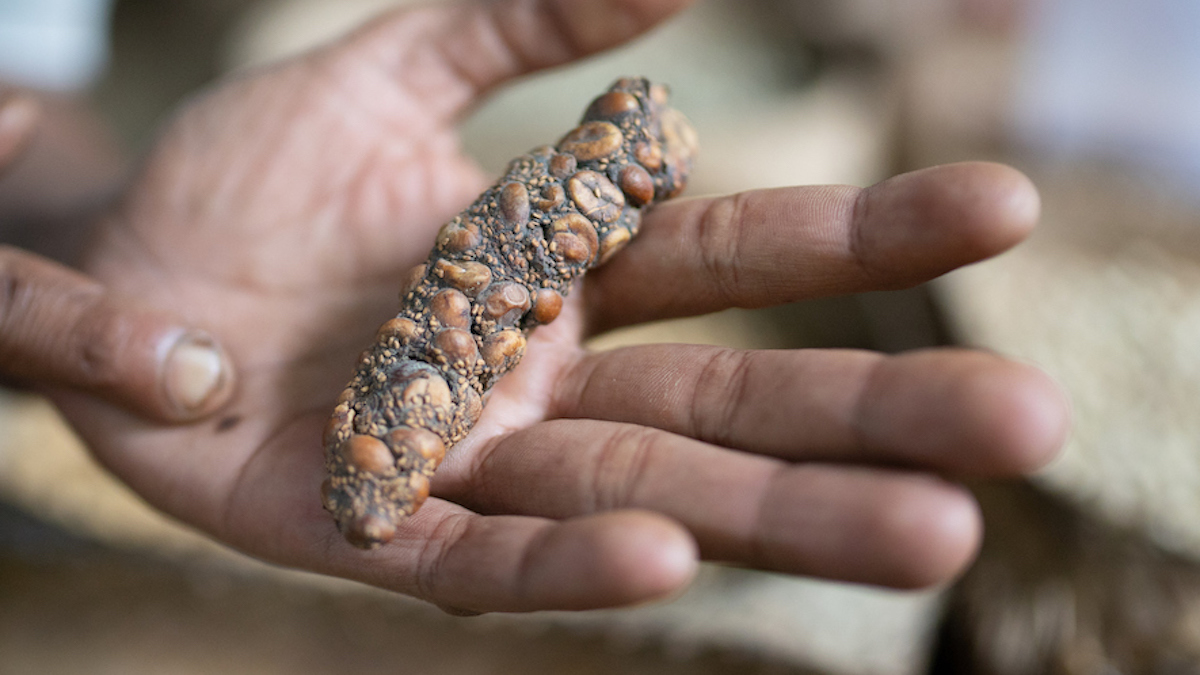 Кофе из какашек стал сенсацией. Ученые раскрыли, почему он стоит как золото.