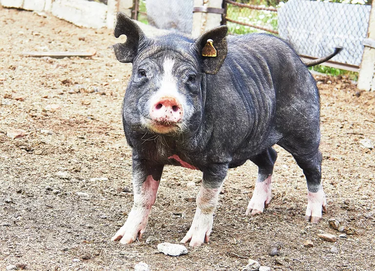 Россия создаёт свиней-доноров. Первые ГМО-поросята уже на подходе