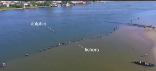 Совместная деятельность синхронизирует сердечные ритмы: изучены люди, которые ловят рыбу вместе с дельфинами