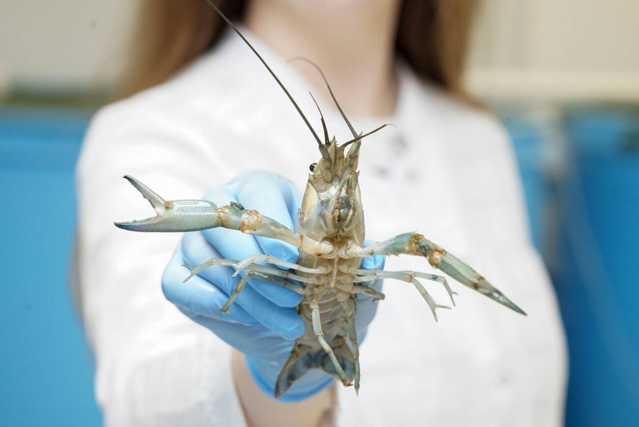 Накормить десятиногих раков. Уникальные комбикорма создают донские исследователи