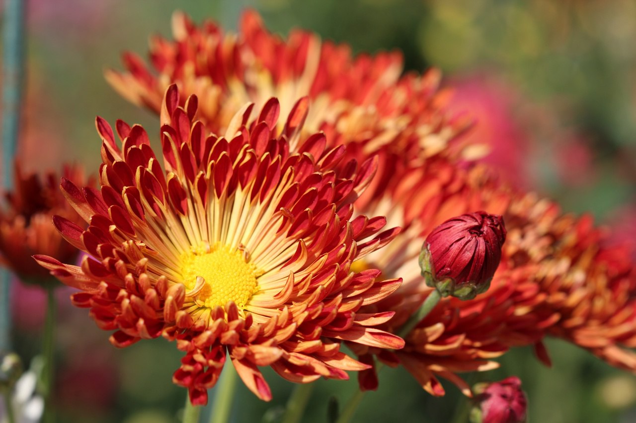 Академик РАН Юрий Плугатарь: открытие Бала хризантем «Осеннее танго» в Никитском саду состоится 23 октября