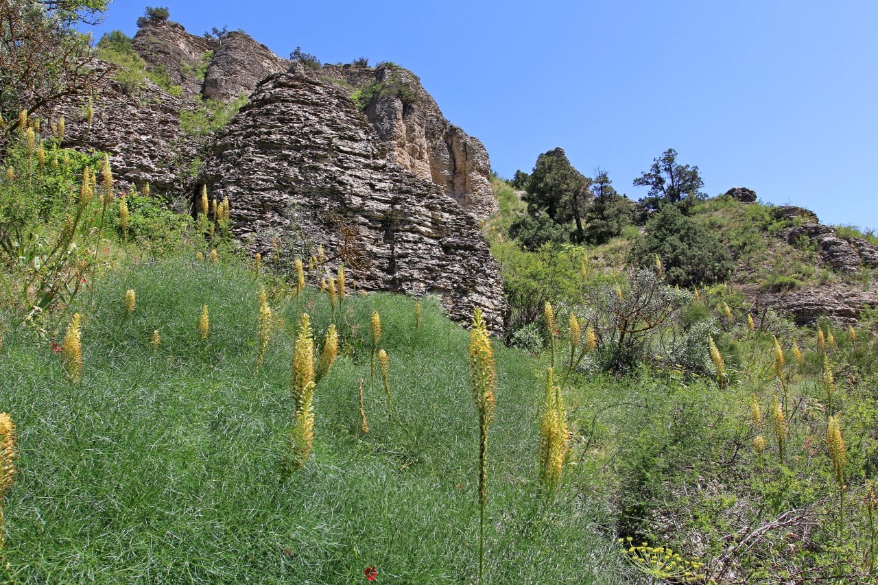 Астрагал сердечный. Российские ботаники нашли и описали новый вид растения на Восточном Кавказе