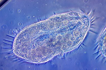 Новый модельный объект. Ученые предложили использовать инфузории для скрининга лекарств
