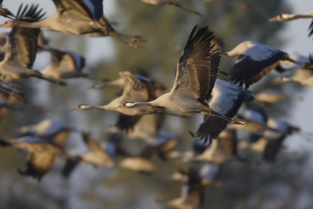 Всемирный день мигрирующих птиц