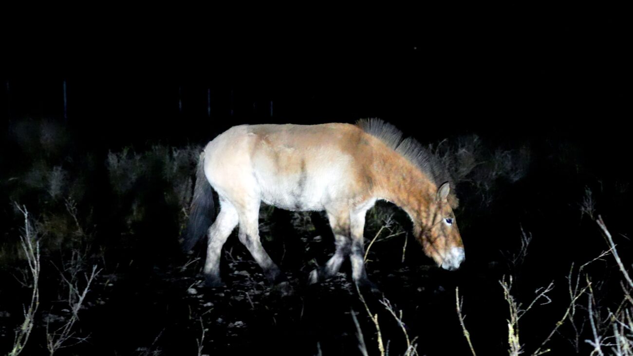 Новая страница Красной книги: лошадей Пржевальского доставили из Оренбургского заповедника в Хакасский