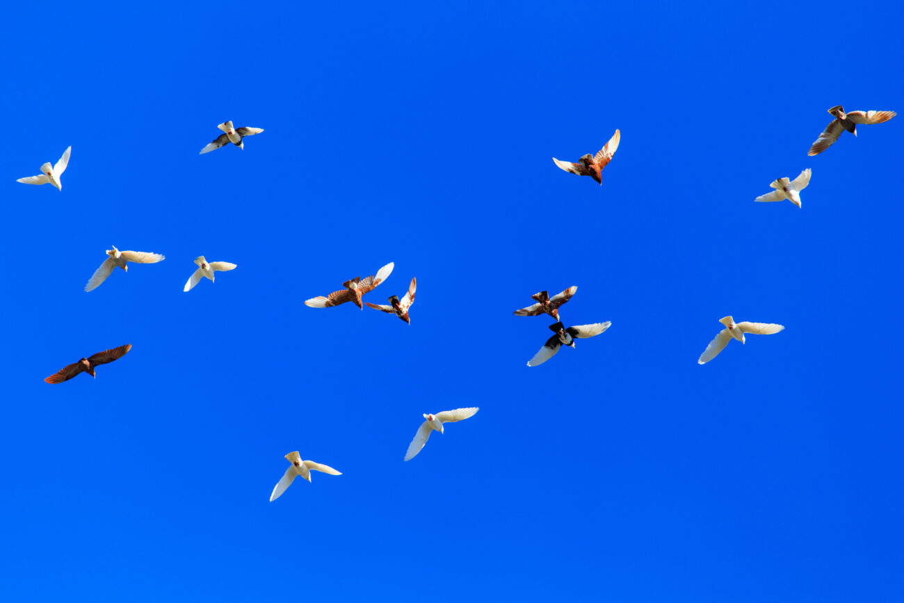 Птицы сошли с ума. Ученые говорят, что это может ударить по человечеству