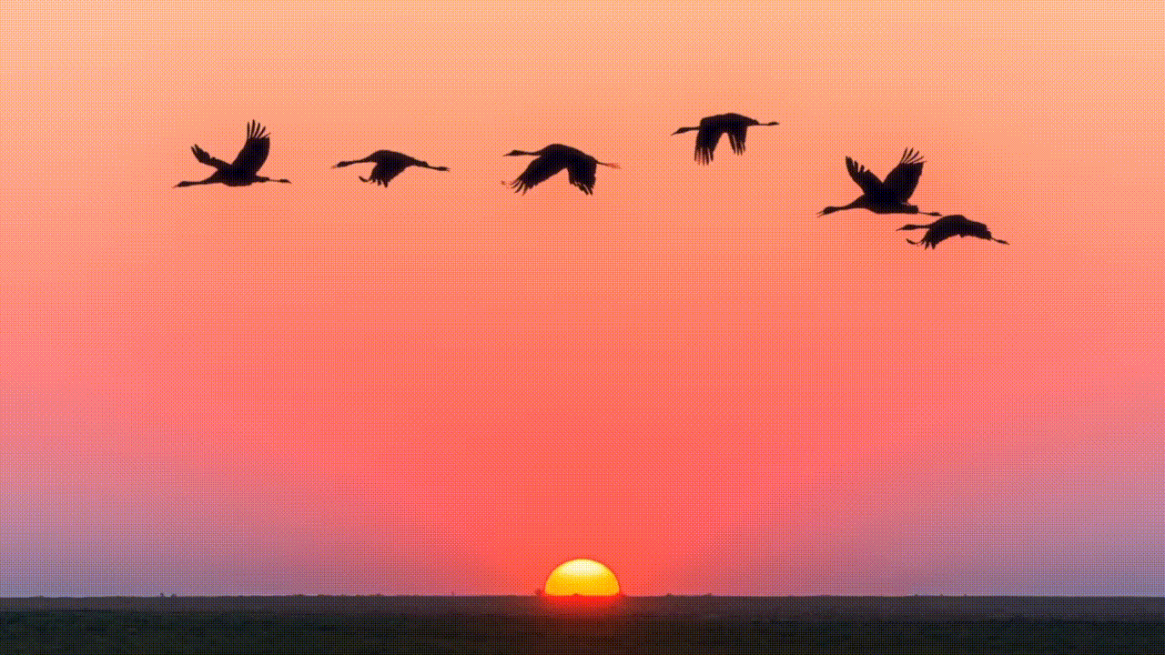 Почему перелетные птицы летают клином: 7 интересных фактов о миграции пернатых