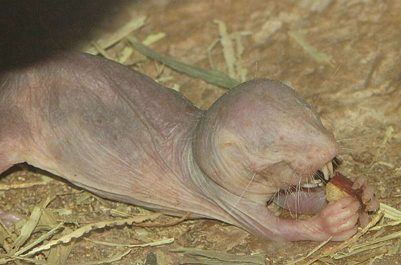 Почему они живут долго? Ученые выясняли причины долголетия удивительных созданий природы