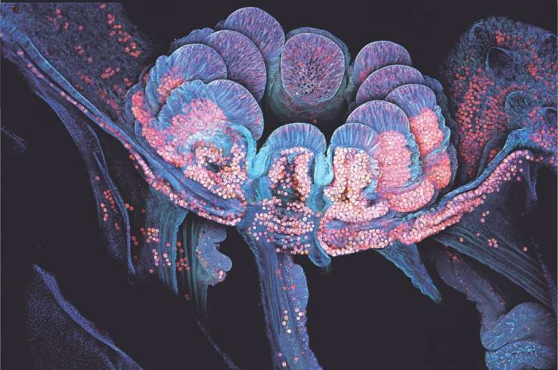 Невероятная визуализация. Ученые обнаружили механизм прикрепления кораллов к рифу