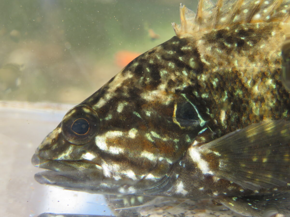 В Чёрном море новый хищник. Корейский окунь грозит уничтожить местных рыб!