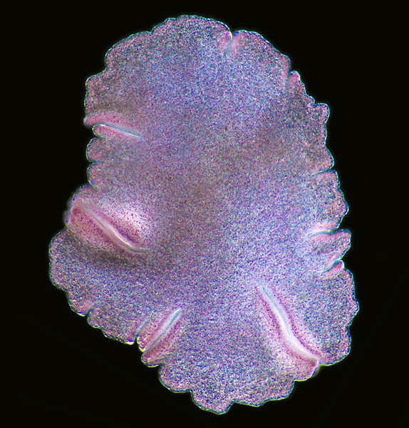 Эти существа древнее динозавров. И они до сих пор живы рядом с нами!