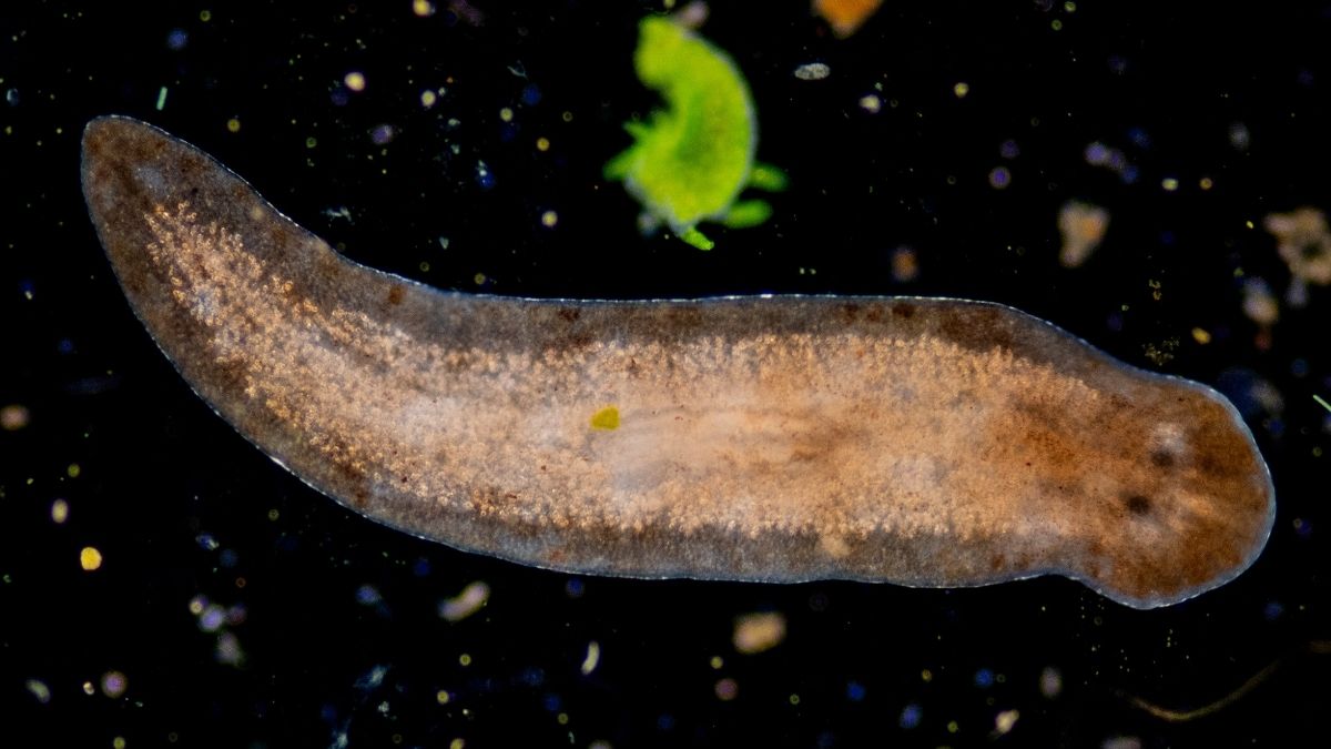 Бессмертное чудо природы. Этот червь может научить нас отращивать руки и ноги.