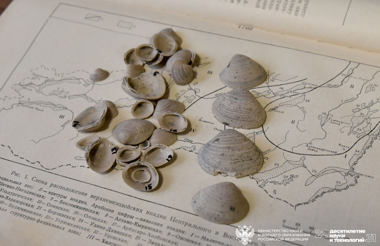 Лопатинии из позднего юрского периода. Ученые нашли в Сибири новый вид ископаемых моллюсков