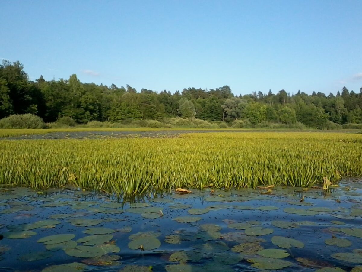 Считался крайне редким. Команда исследователей «расширила» ареал ветвистоусого рачка