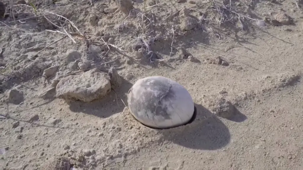 Идеально целое. Настоящее яйцо динозавра найдено в Аргентине.