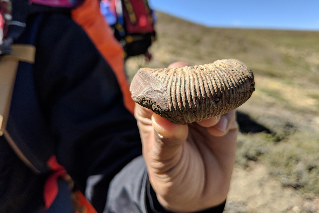 За миллионы лет до нас… Что и как изучает палеонтология?