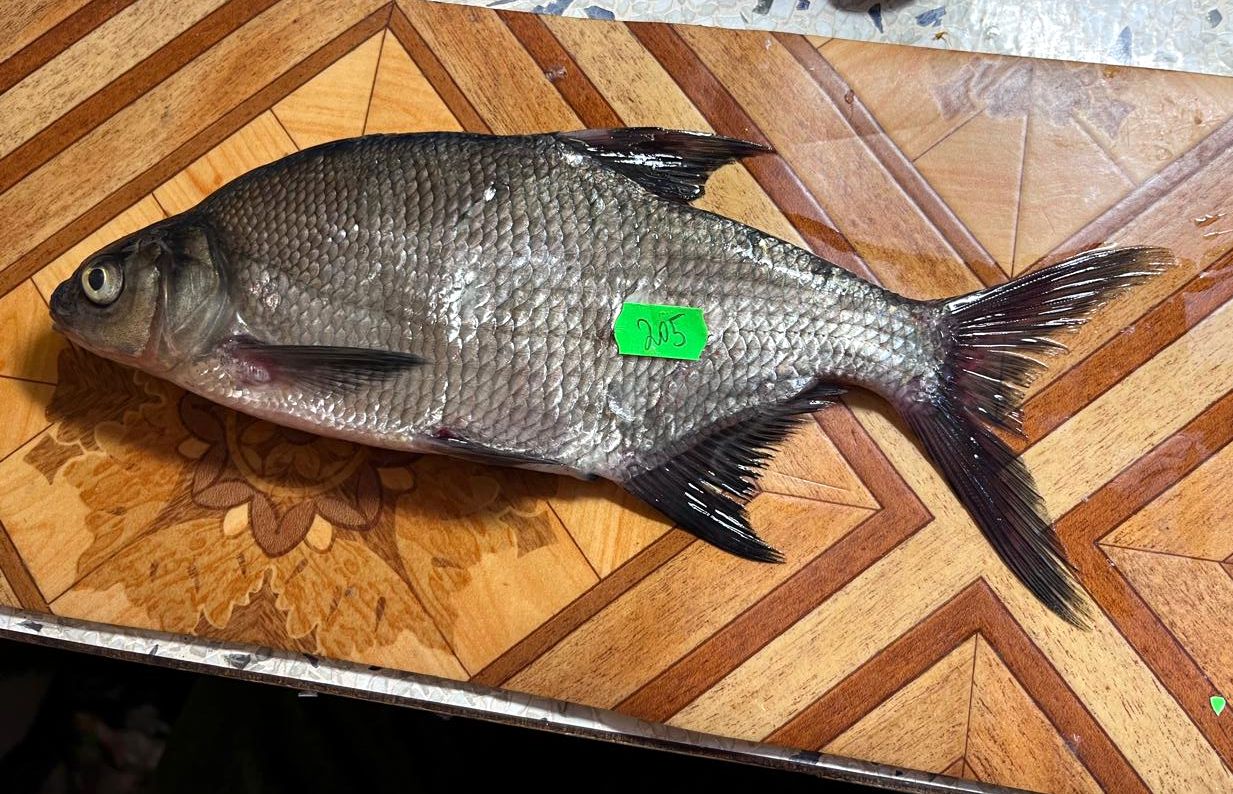 Неопасный паразит. Зараженный лигулой лещ пригоден для употребления в пищу человеком