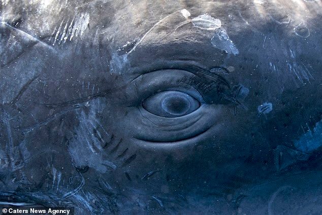 Неожиданный прорыв в океане. Люди впервые распознали «слова» не человеческого разума