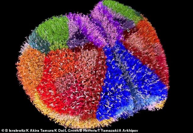 Самая подробная карта мозга в истории. Учёные буквально «собрали мозг» в компьютере
