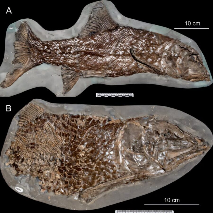 У Юрского побережья. Обнаруженные окаменелые останки рыб проливают свет на вымершую группу