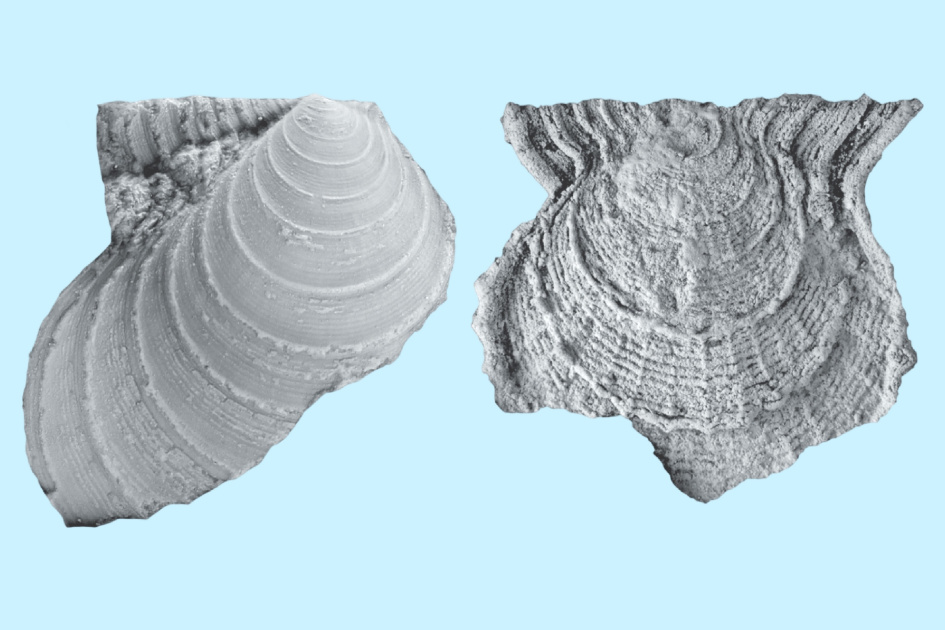 250 миллионов лет назад. Исследователи выяснили, как климат влиял на морских моллюсков
