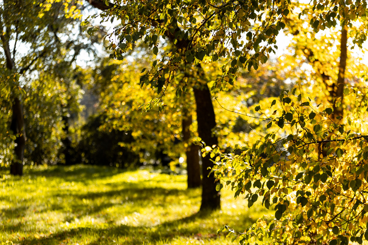 Не справляются с антропогенной нагрузкой. Подсчитано, сколько углерода поглощают природные сообщества России