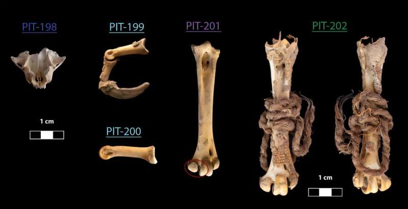 Доказательства миграции. Древние кости андского кондора «рассказали» ученым, где обитали птицы
