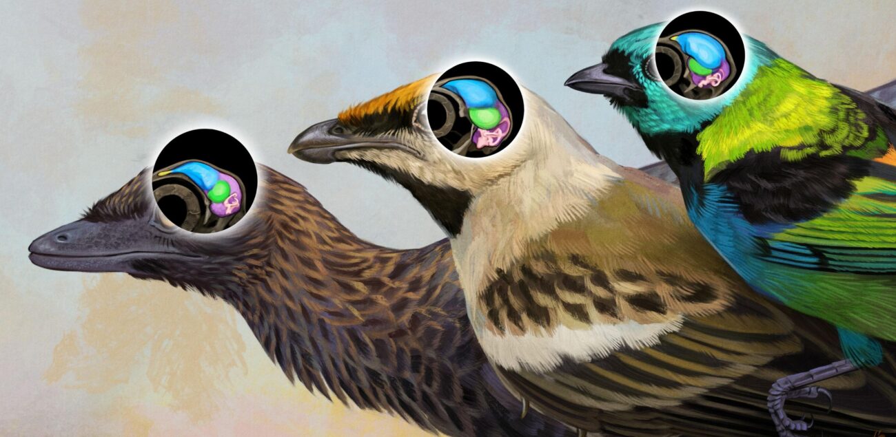 Учёные объяснили, какие признаки сознательного восприятия находят у птиц