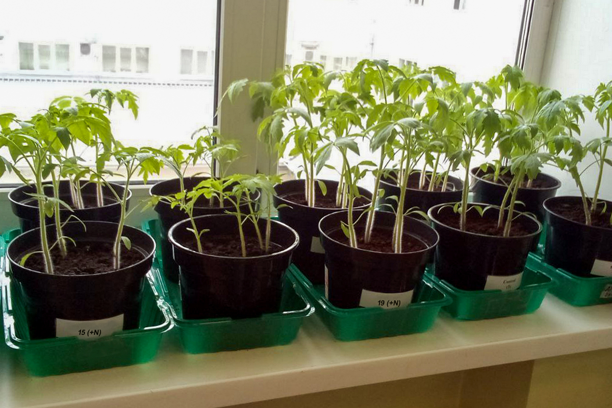 Культуры, которые лучше усваивают азот из воздуха: как бактерии помогают растениям выживать