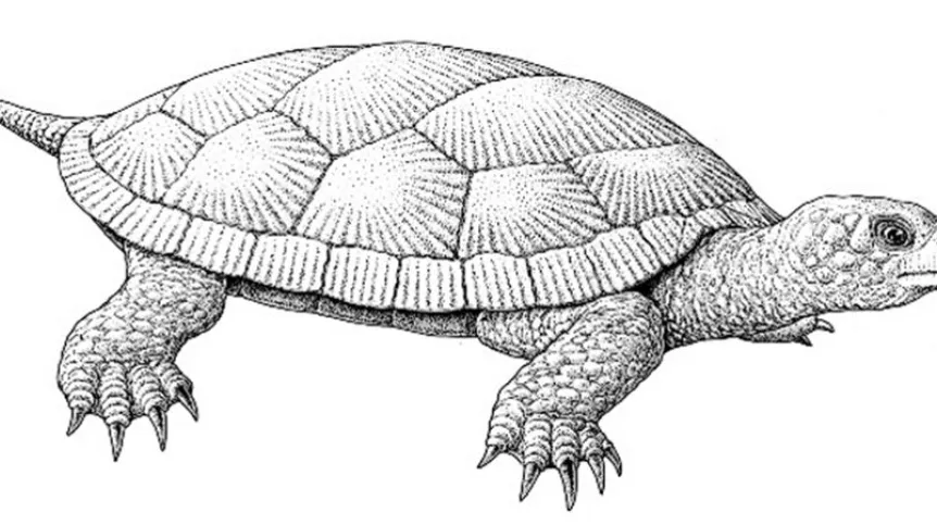 Следы на панцирях юрских черепах: свидетельства сложных взаимоотношений с другими организмами