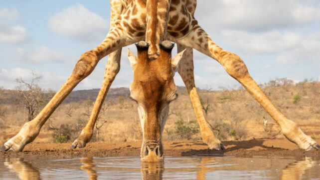 Ученые создали «Франкен-жирафа». И узнали, зачем нужны такие длинные ноги