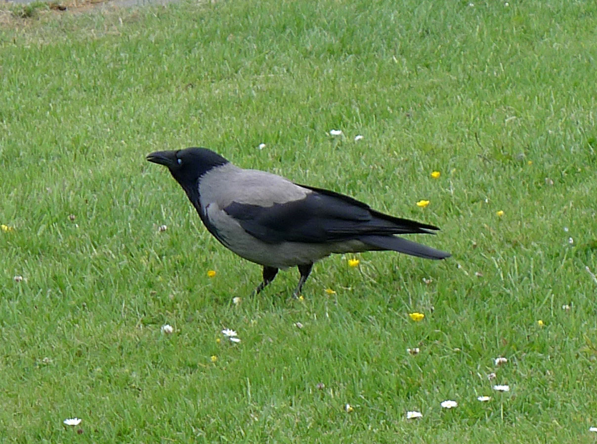 Новое исследование: некоторые серые вороны понимают принцип работы «выскальзывающей» веревки