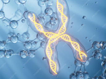 Объяснено хаотичное движение хромосом. Ученые открыли фундаментальный закон жизнедеятельности клеток