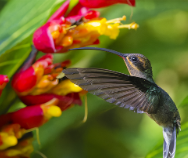 Половой диморфизм: на эволюцию клювов самцов зеленых колибри повлияли… драки