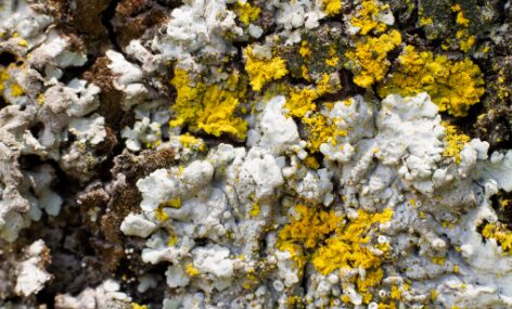 Невероятная находка. Лишайники растут на костях динозавров, погребенных более 75 млн лет назад