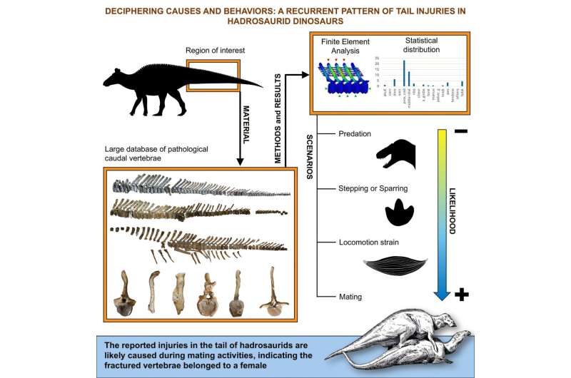 Любовные травмы. Исследователи смогли найти способ определения пола динозавров