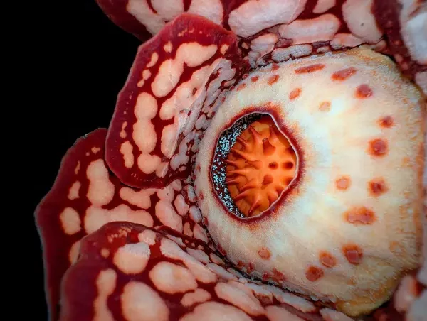 Самый редкий цветок планеты. Его искали 13 лет