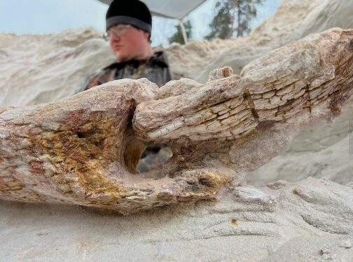 Уникальное, древнее. Дерево с корневой системой возрастом почти 385 млн лет нашли в Ленинградской области