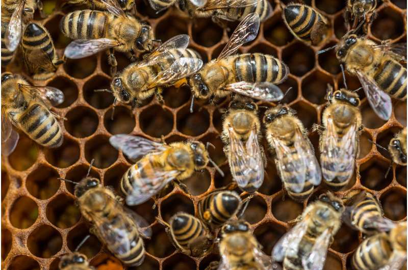 Серьезные изменения в поведении. Ученые изучили пчел и рыб, подвергшихся воздействию химикатов