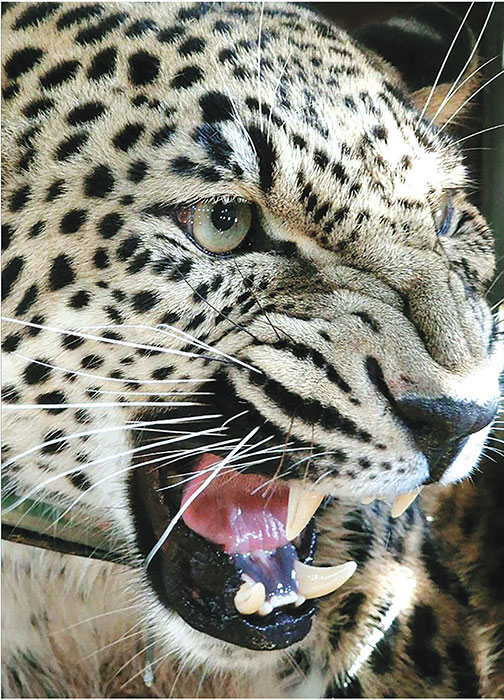 Дом пятнистых