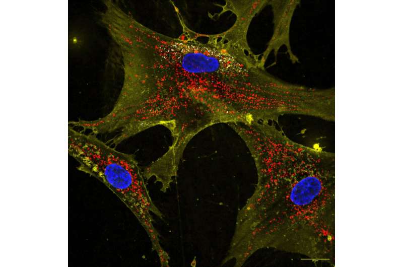 Революция в медицине: предложена методика «обновления» митохондрий для замедления клеточного старения