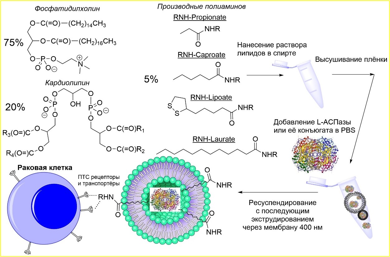 Положительно заряженные полиамины. «Умные» липидные частицы повысили эффективность противоракового препарата