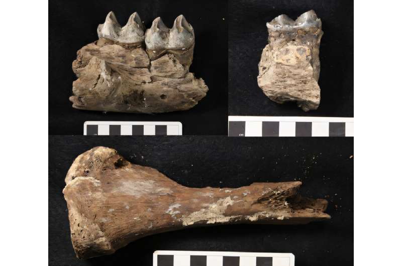 Удивительное открытие: крупнейший хищник Австралии ледникового периода и современное сумчатое — «родственники»
