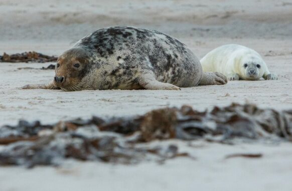 Уникальный состав. Ученые выяснили, чем отличается молоко тюленей и грудное материнское
