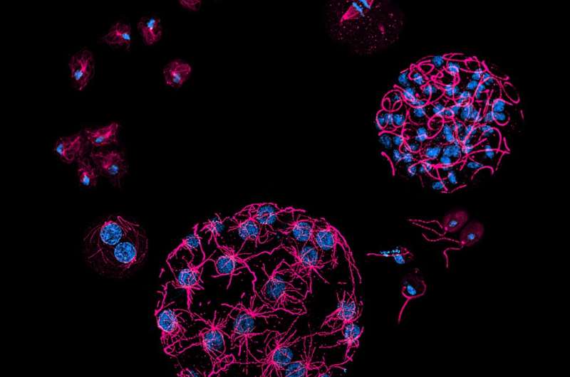 Более сложный эпигенетический код ДНК. Ученые сравнили одноклеточные и многоклеточные организмы
