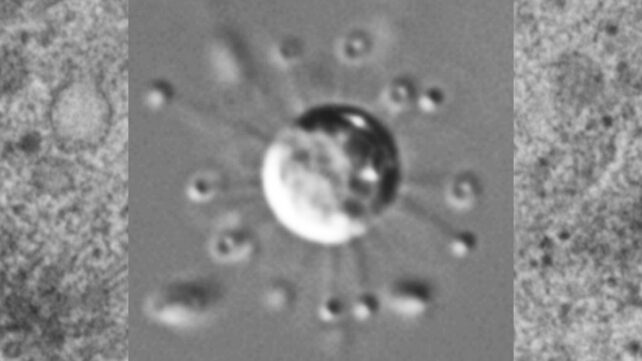 Его не замечали годами. Исследователи выяснили, кто жил рядом с инфузориями в лаборатории