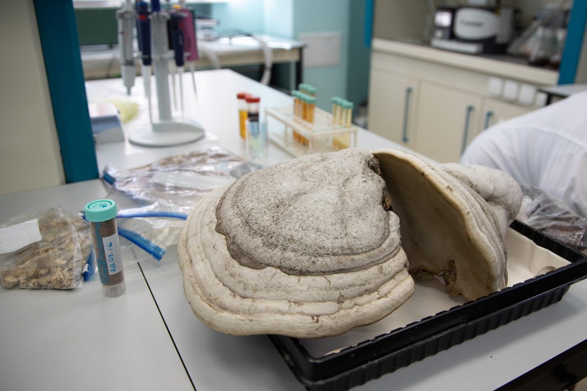 Трутовики накормят планету: создан биопрепарат на основе грибов для стимуляции роста растений