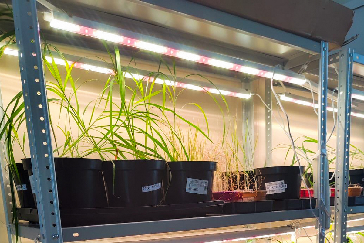 Оптимальное соотношение. Мискантус сахароцветный поможет снизить поток СО2 в атмосферу