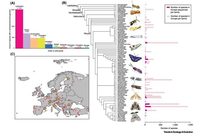 Бабочки и мотыльки. Масштабное секвенирование европейских чешуекрылых проводят ученые